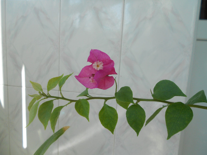 pink - 2012-BOUGANVILLEA