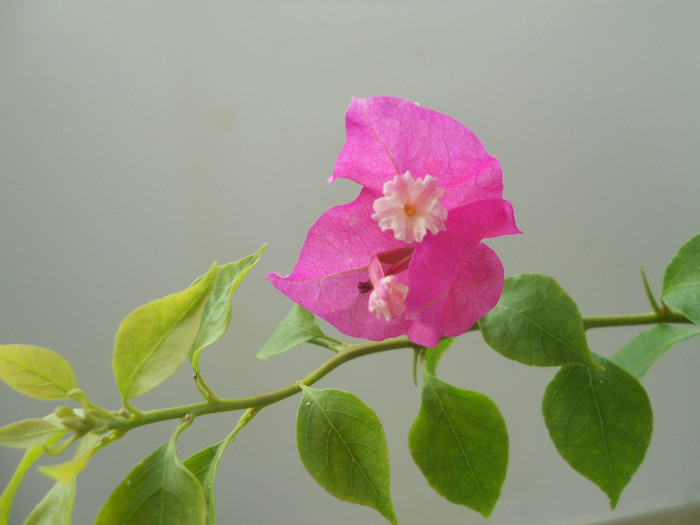 pink - 2012-BOUGANVILLEA