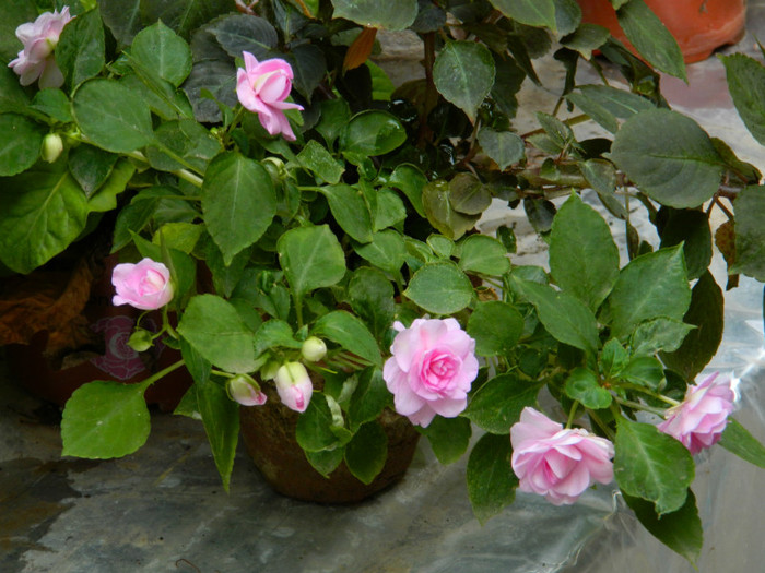 DSCN1944 - SEPTEMBRIE 2012