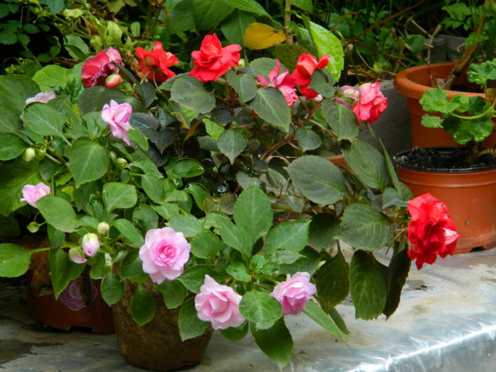 DSCN1948 - SEPTEMBRIE 2012