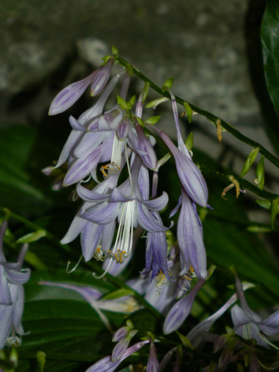 DSCN1958 - SEPTEMBRIE 2012