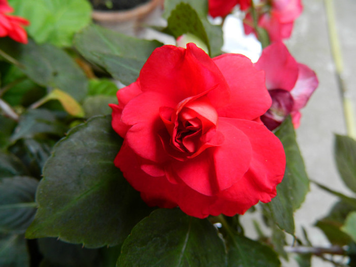 DSCN1960 - SEPTEMBRIE 2012