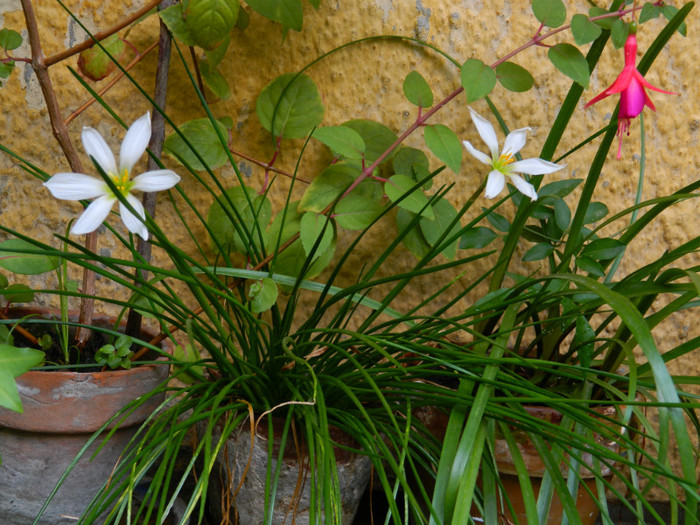 DSCN1963 - SEPTEMBRIE 2012