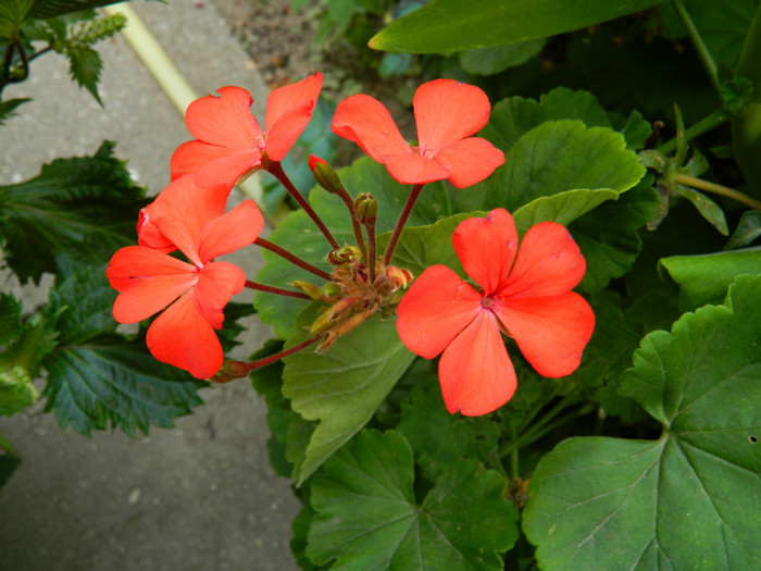 DSCN1967 - SEPTEMBRIE 2012