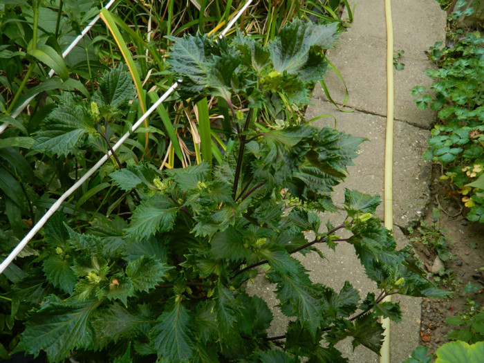 DSCN1968 - SEPTEMBRIE 2012