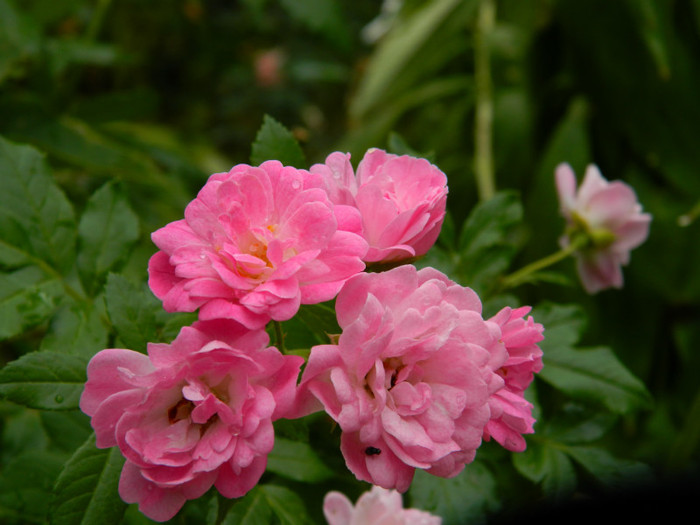 DSCN1973 - SEPTEMBRIE 2012