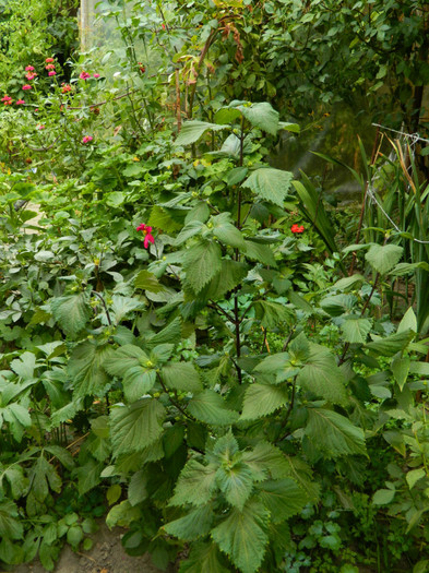 DSCN1976 - SEPTEMBRIE 2012