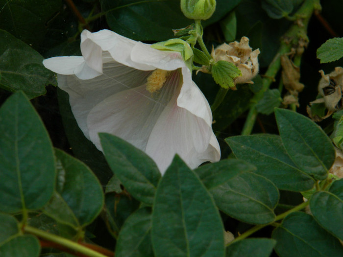 DSCN1997 - SEPTEMBRIE 2012