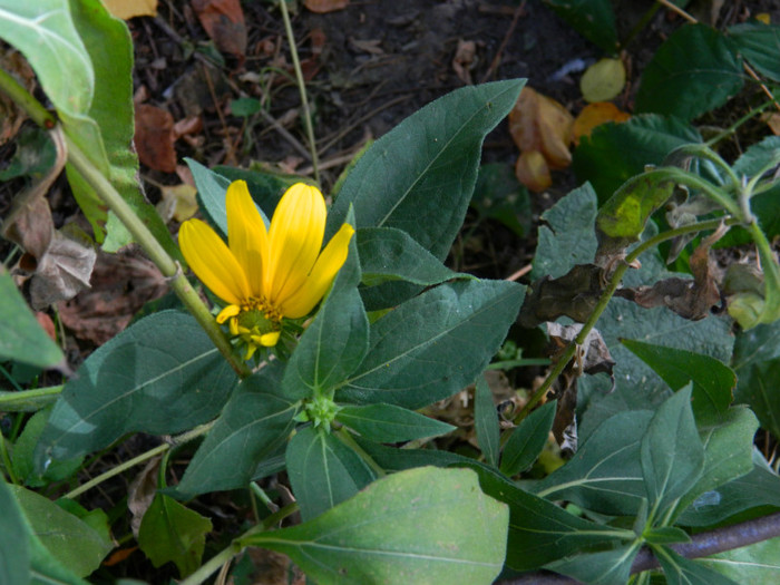 DSCN2002 - SEPTEMBRIE 2012