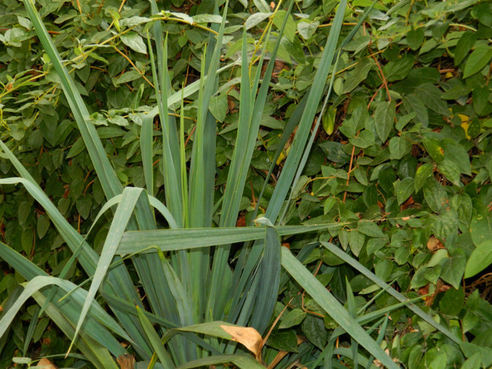 DSCN2003 - SEPTEMBRIE 2012