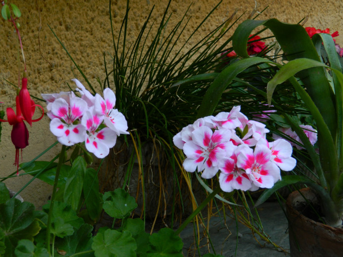 DSCN2016 - SEPTEMBRIE 2012