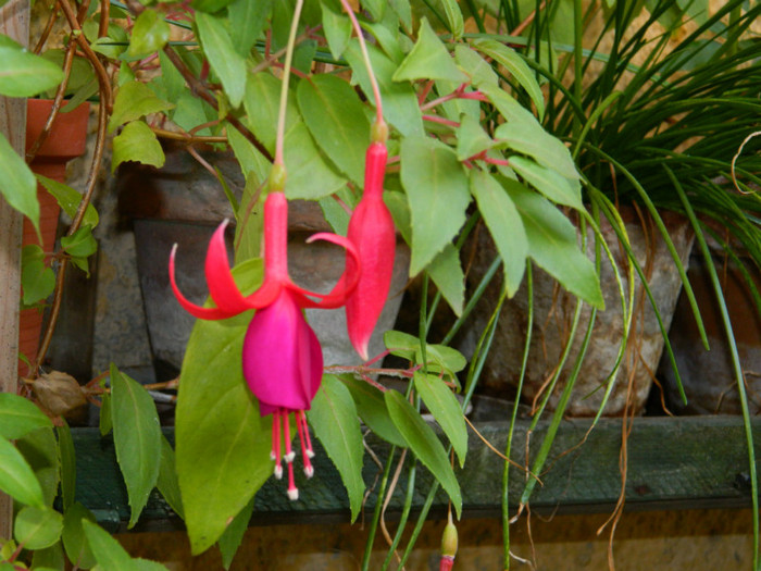 DSCN2018 - SEPTEMBRIE 2012