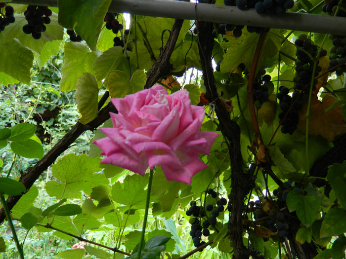 DSCN2024 - SEPTEMBRIE 2012