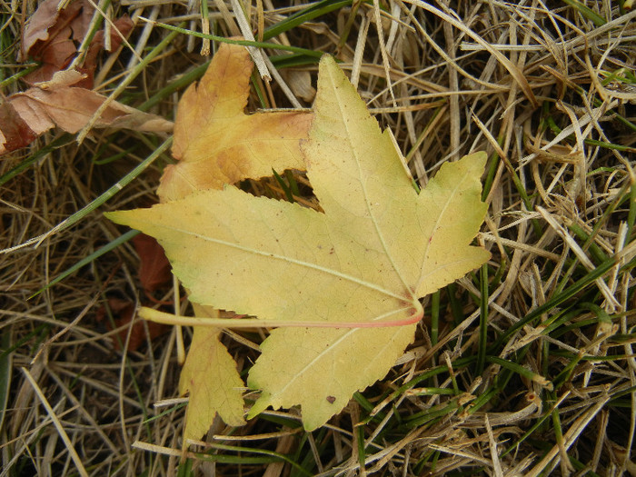 Liquidambar styraciflua (2012, Sep.18)