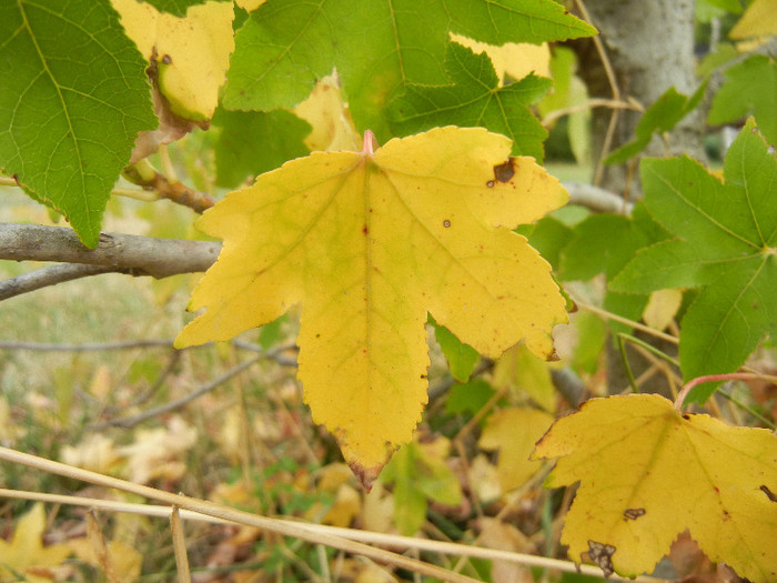 Liquidambar styraciflua (2012, Sep.18) - Liquidambar styraciflua