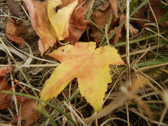 Liquidambar styraciflua (2012, Sep.18)