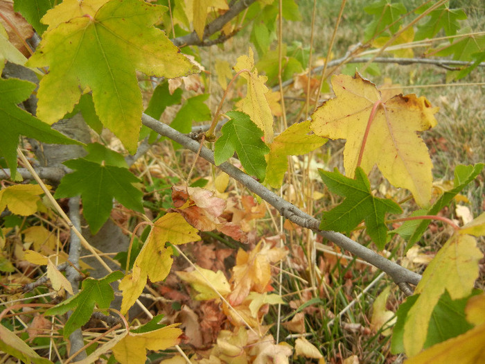 Liquidambar styraciflua (2012, Sep.18)