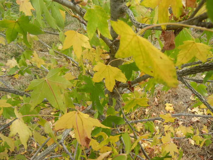 Liquidambar styraciflua (2012, Sep.18) - Liquidambar styraciflua