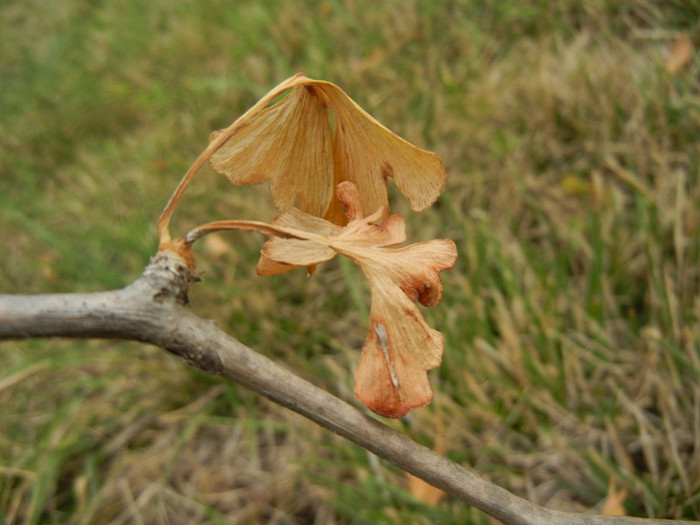 Gingko biloba (2012, September 18)