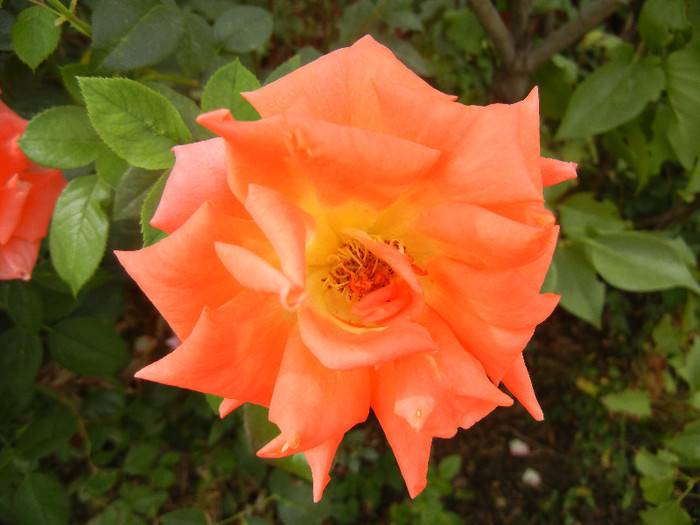 Rose Monica (2012, September 19)