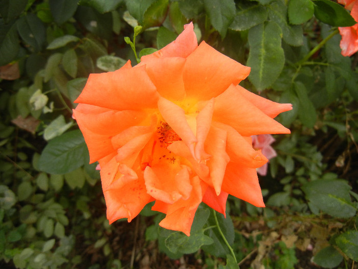 Rose Monica (2012, September 19)