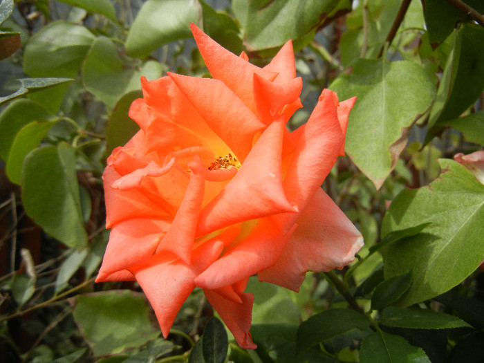 Rose Monica (2012, September 19)