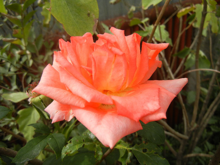 Rose Monica (2012, September 19)