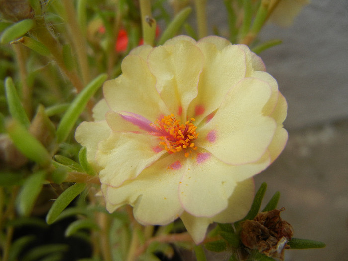 Portulaca grandiflora (2012, Sep.09) - PORTULACA Grandiflora