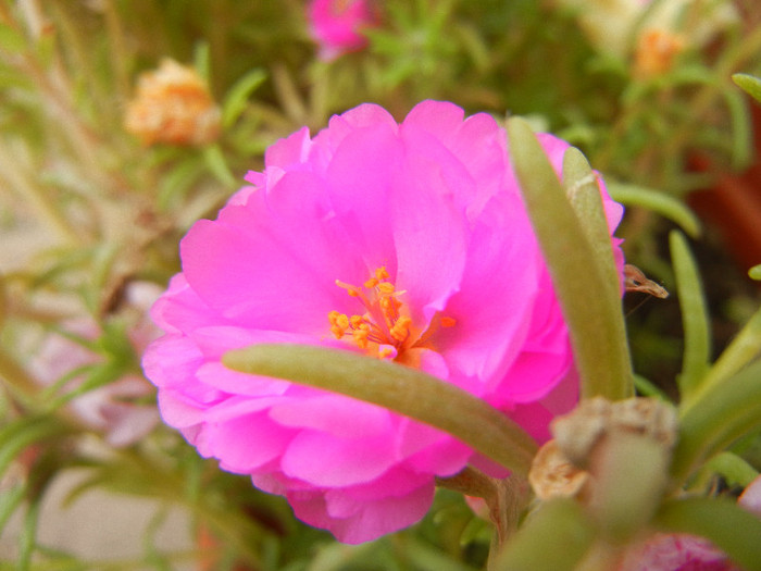 Portulaca grandiflora (2012, Sep.12) - PORTULACA Grandiflora