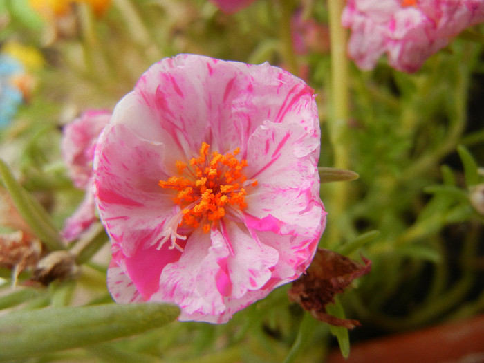 Portulaca grandiflora (2012, Sep.12) - PORTULACA Grandiflora