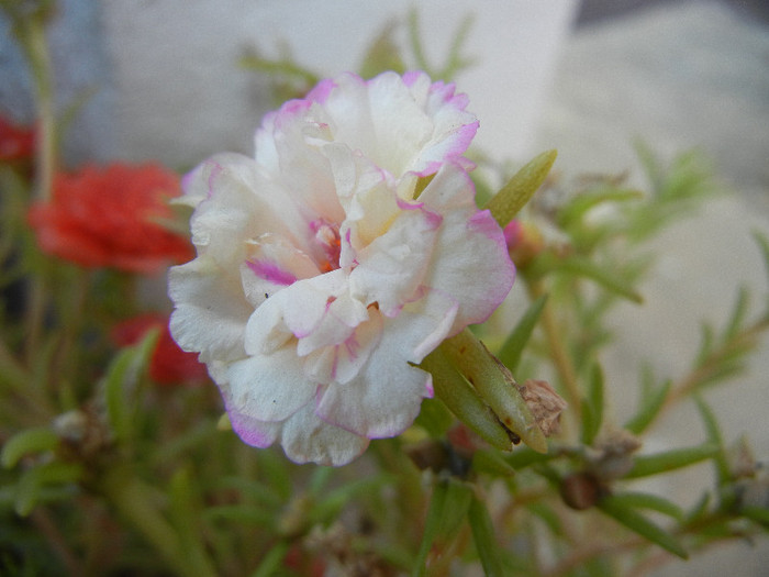 Portulaca grandiflora (2012, Sep.12) - PORTULACA Grandiflora