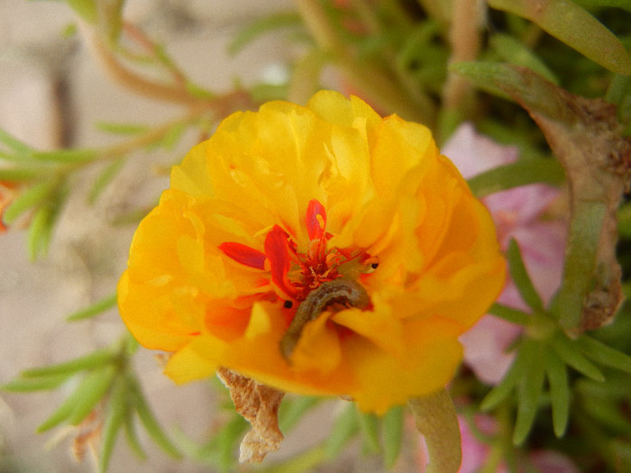Portulaca grandiflora (2012, Sep.12) - PORTULACA Grandiflora