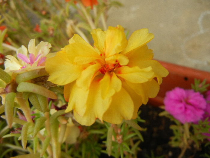 Portulaca grandiflora (2012, Sep.18) - PORTULACA Grandiflora