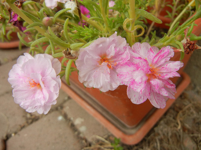 Portulaca grandiflora (2012, Sep.18) - PORTULACA Grandiflora