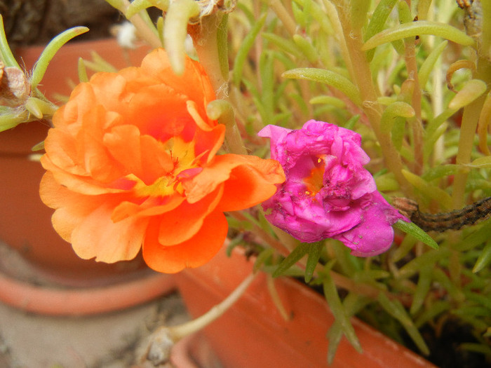 Portulaca grandiflora (2012, Sep.18)