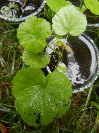 Red geranium, 21sep2012