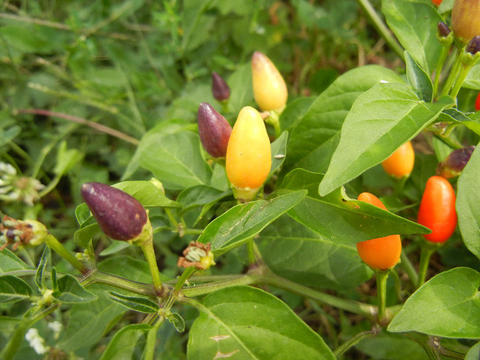 Purple Chili Pepper (2012, September 07) - Purple Chili Pepper