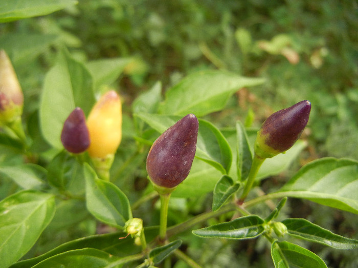 Purple Chili Pepper (2012, September 07) - Purple Chili Pepper