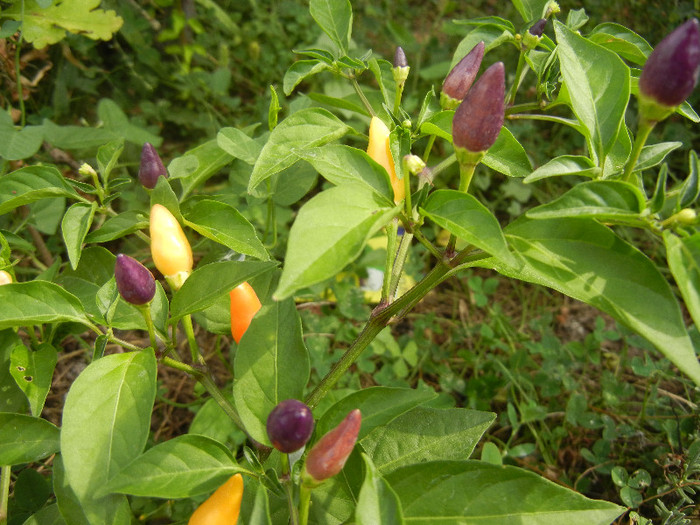 Purple Chili Pepper (2012, September 07) - Purple Chili Pepper