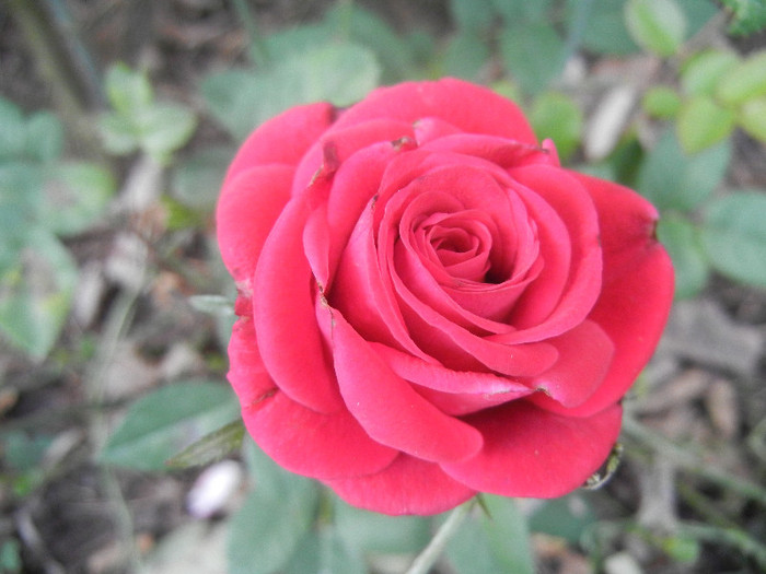 Red Rose, 19sep2012 - Rose Red