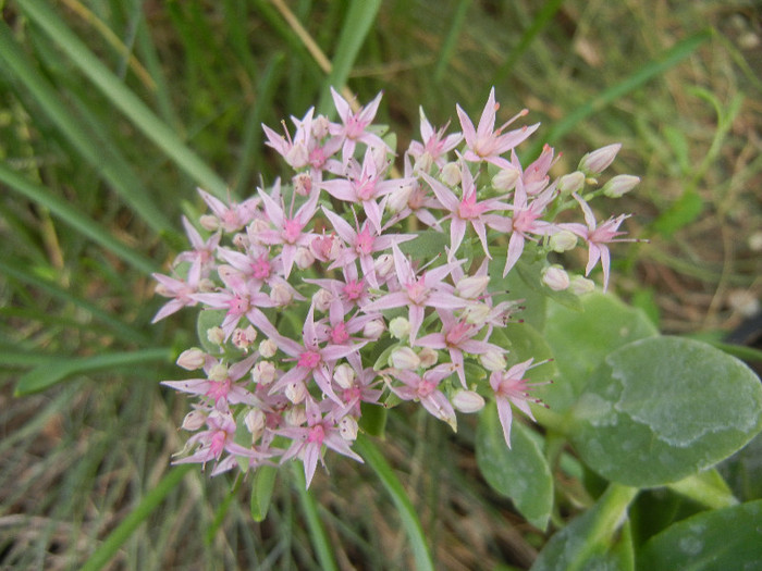 Hylotelephium spectabile (2012, Sep.20)