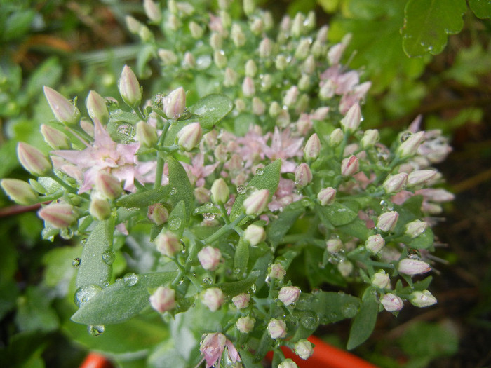 Hylotelephium spectabile (2012, Sep.21)