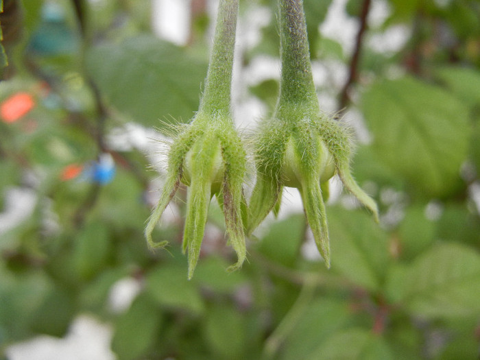 Morning Glory seeds (2012, Sep.18)