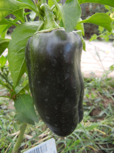 Bell Pepper Mavras (2012, September 20) - Mavras Pepper