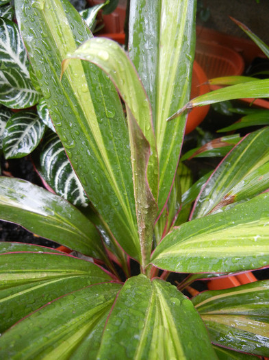 Cordyline fruticosa Kiwi (2012, Sep.12)