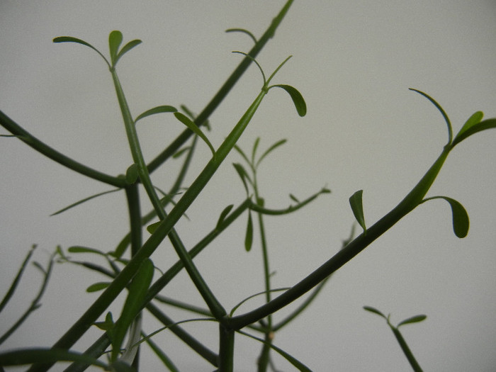 Rhipsalis (2012, September 07) - Rhipsalis