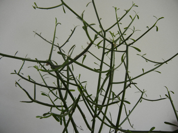 Rhipsalis (2012, September 07) - Rhipsalis