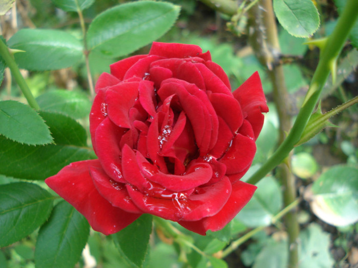 "Ingrid Bergman", 22.09.2012