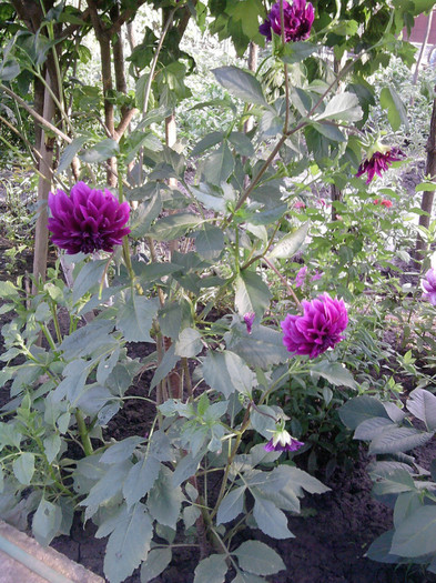 P270610_18.46