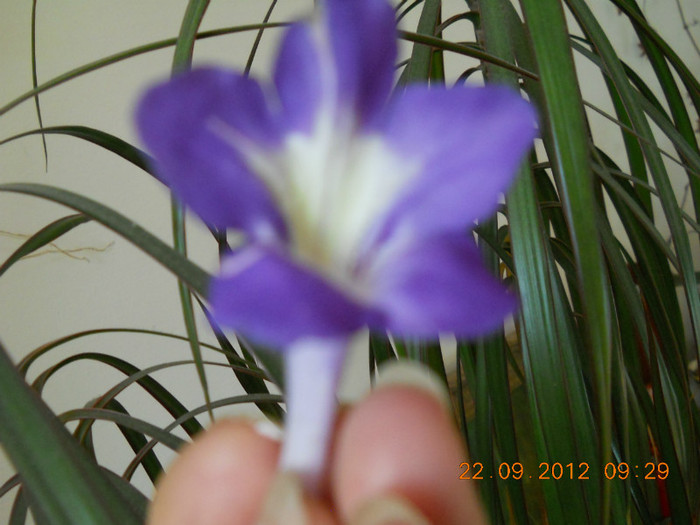 18.09.2012 047 - STREPTOCARPUSI